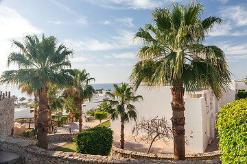 Image showing Palm alley on  tropical egyptian beach