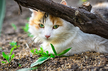 Image showing street cat