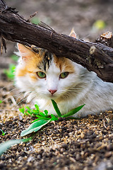 Image showing street cat