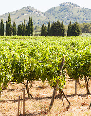 Image showing Provence vineyard