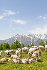 Image showing Free calf on Italian Alps