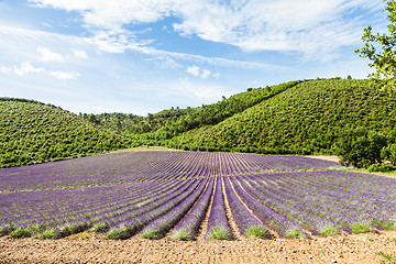 Image showing Lavander field