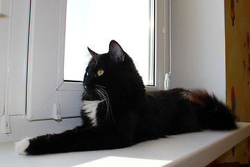 Image showing cat lying on the window-sill