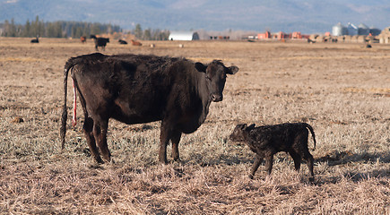 Image showing Female Cow Births One Hour Old Calf Ranch Field