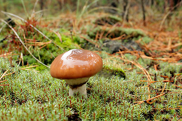 Image showing mushroom in the moss