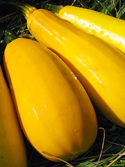 Image showing yellow squashes