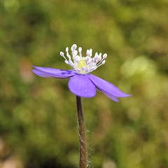 Image showing Anemone hepatica