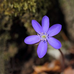 Image showing Anemone hepatica