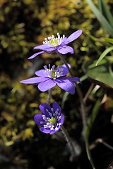 Image showing Anemone hepatica.