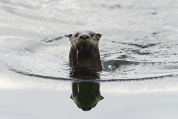 Image showing river otter, crystal river