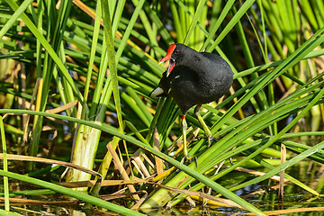 Image showing common moorhen, viera wetlands