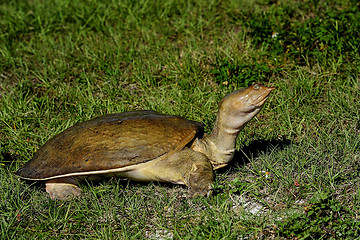 Image showing florida softshell turtle, viera wetlands
