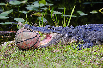 Image showing american alligator