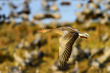 Image showing greylag goose