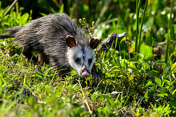 Image showing virginia opossum, viera wetlands