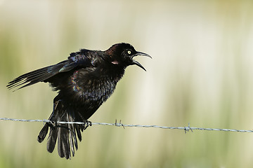 Image showing common grackle, viera wetlands