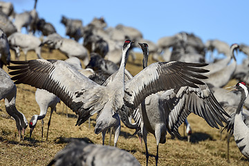 Image showing eurasian crane