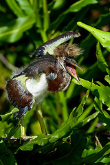 Image showing tricolored heron, wacodahatchee wetlands