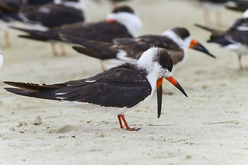 Image showing black skimmer, rynchops niger