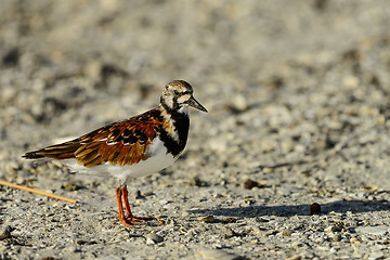 Image showing ruddy turnstone, sanibel