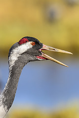 Image showing eurasian crane