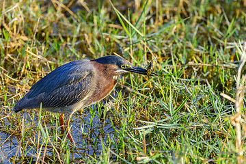 Image showing green heron