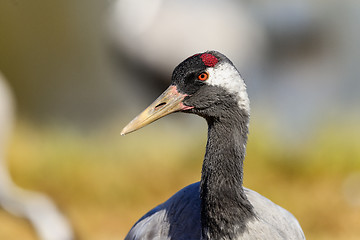 Image showing eurasian crane