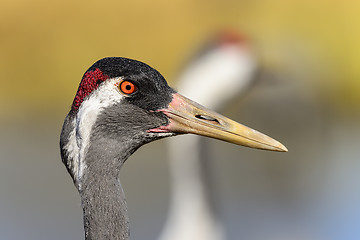 Image showing eurasian crane