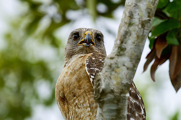 Image showing buteo lineatus, red-shouldered hawk, everglades