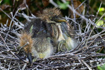 Image showing tricolored heron, wacodahatchee wetlands