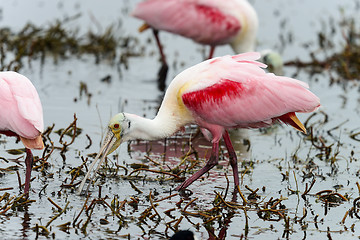 Image showing roseate spoonbill