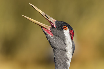 Image showing eurasian crane