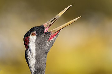 Image showing eurasian crane