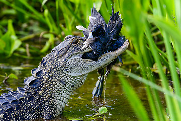 Image showing american alligator, viera wetlands