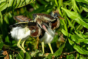 Image showing tricolored heron, wacodahatchee wetlands