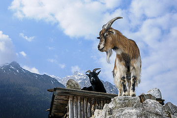 Image showing goat, capra aegagrus hircus