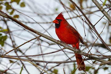 Image showing northern cardinal