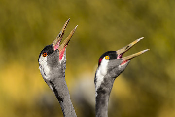 Image showing eurasian crane