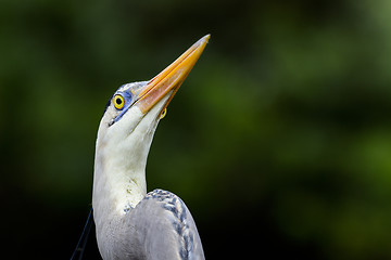 Image showing great blue heron