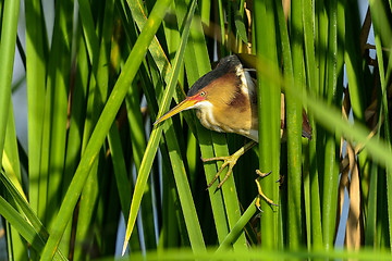 Image showing least bittern, viera wetlands