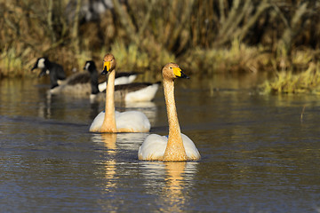 Image showing whooper swan