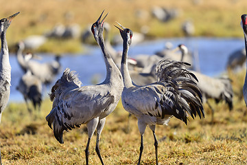 Image showing eurasian crane