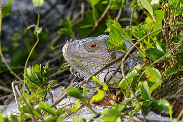 Image showing green iguana