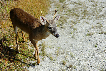 Image showing key deer