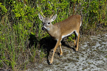 Image showing key deer