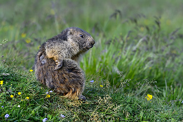 Image showing alpine marmot, großglockner