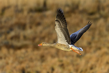 Image showing greylag goose