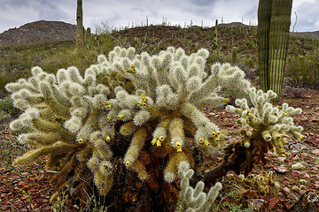 Image showing teddybear cholla cactus at saguaro national park, az