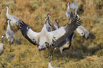 Image showing eurasian crane