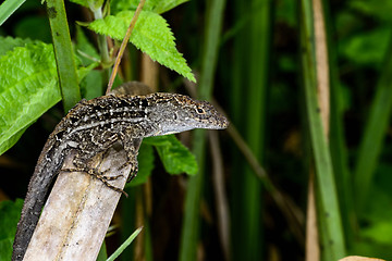 Image showing brown anole, everglades, florida